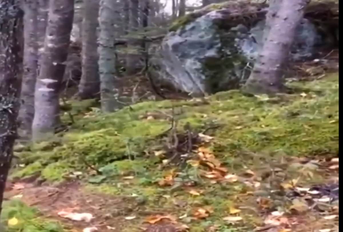 canada quebec forest really breathing, video viral on social media