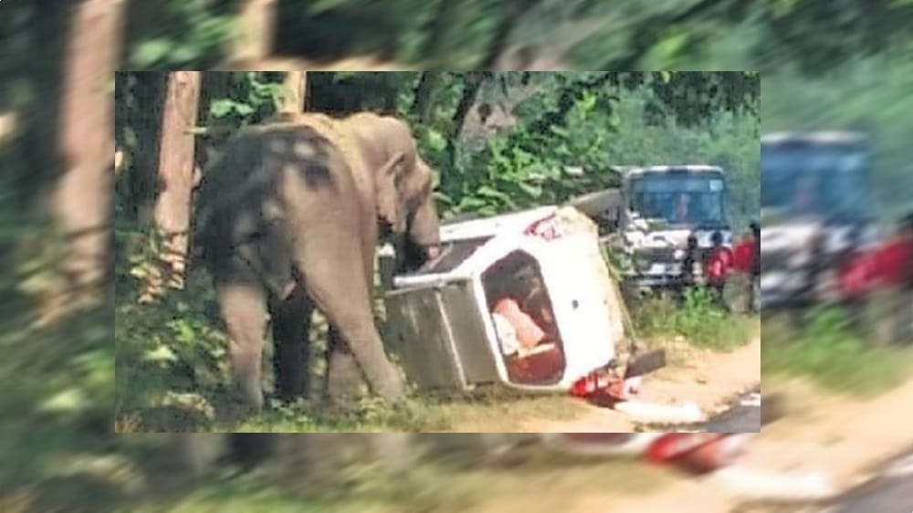 tusker elephant turn car and crushed in almora