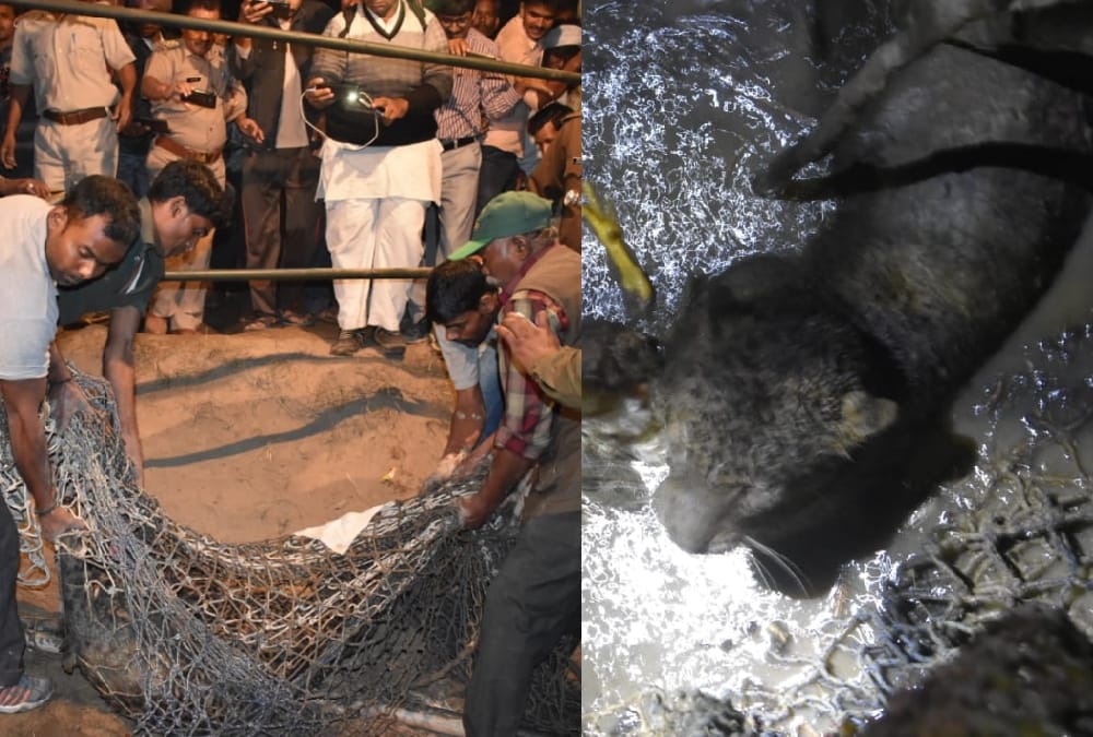 leopard falls down in a well in sitapur.