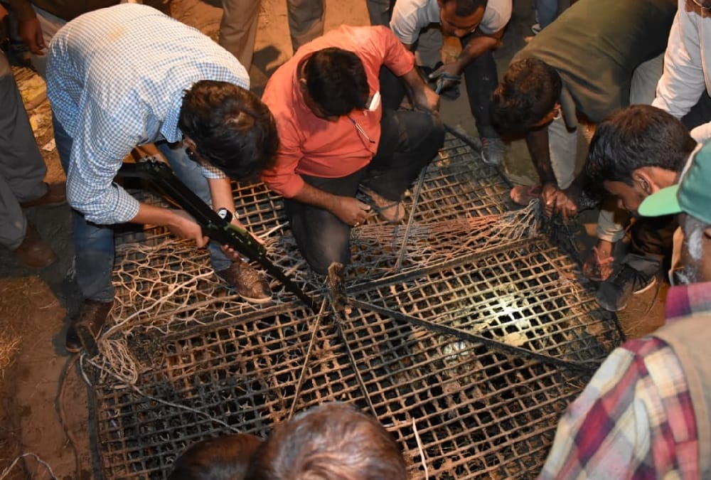 leopard falls down in a well in sitapur.