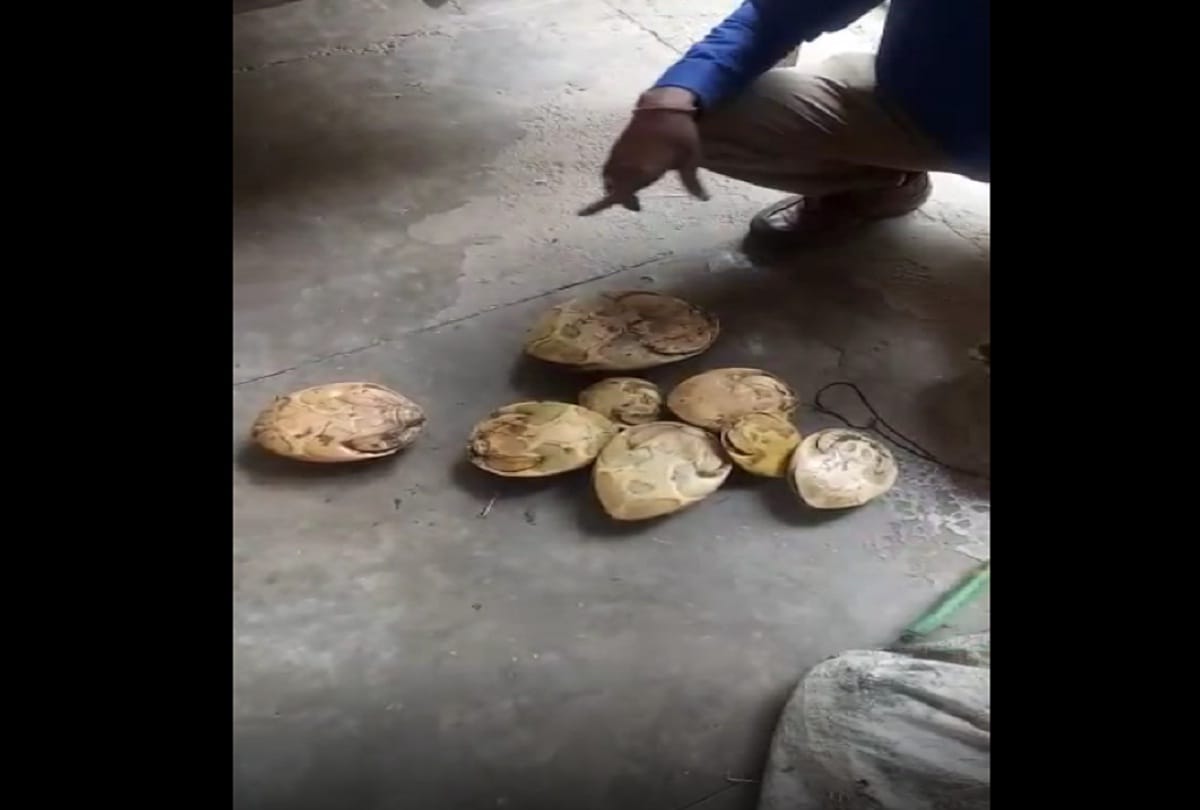 more than Twenty five turtles rescued from smugglers in Mathura