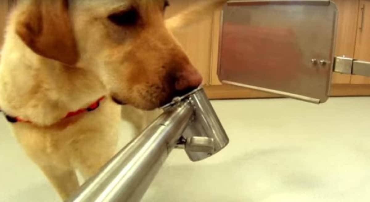 Dogs of Britain is under training for detecting disease