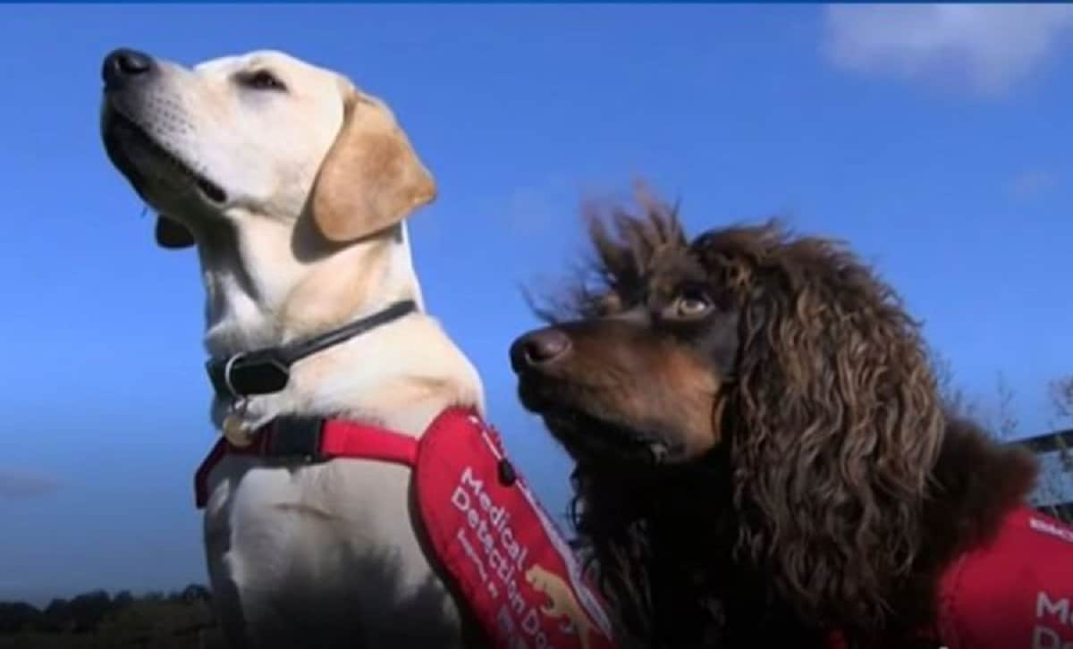 Dogs of Britain is under training for detecting disease