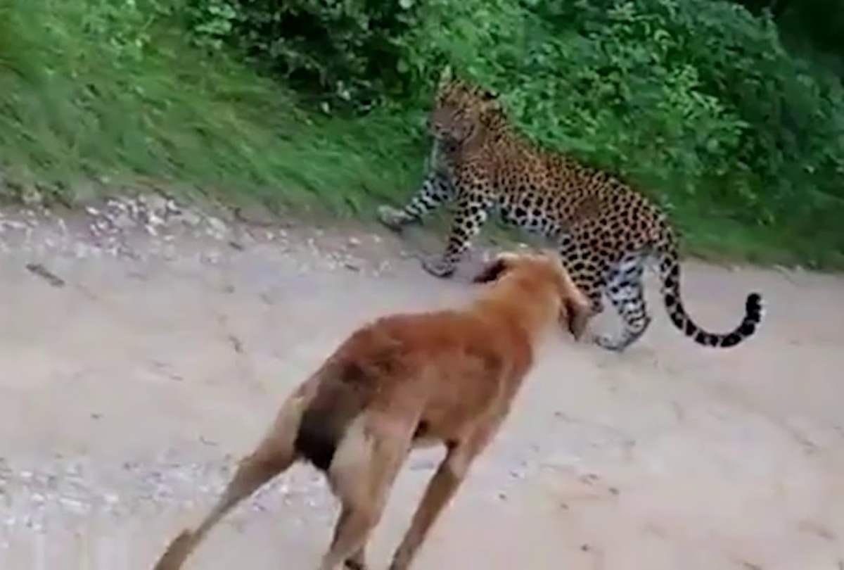 brave dog save owner life in madhya pradesh