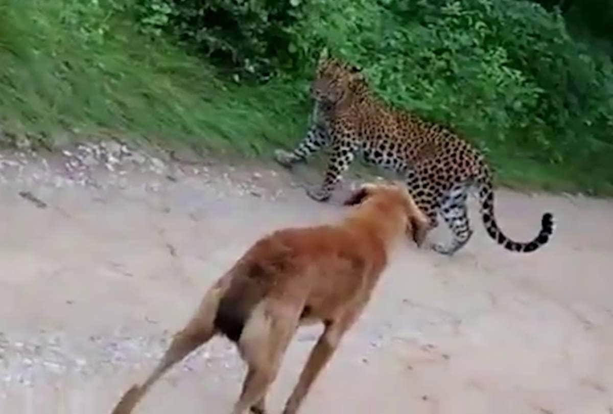 leopard vs dog fight in rajasthan, viral video is going on social media