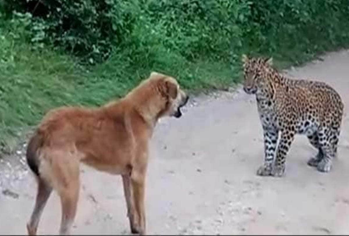 leopard vs dog fight in rajasthan, viral video is going on social media