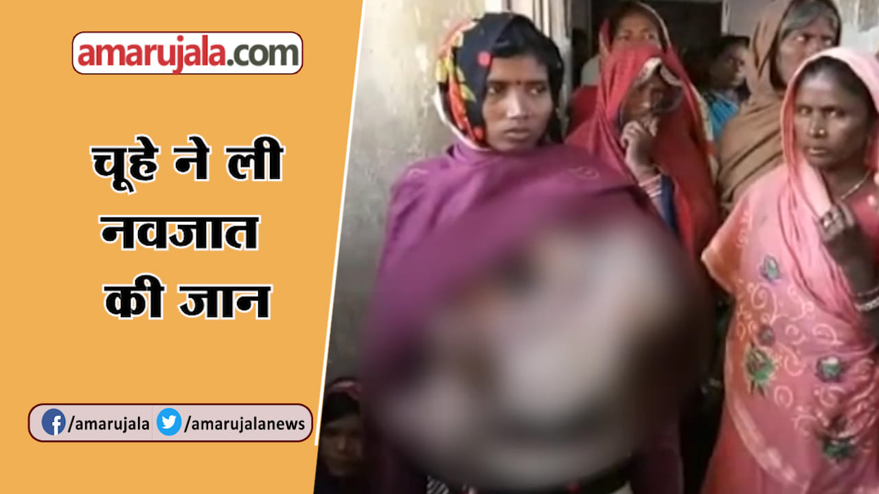 चूहा