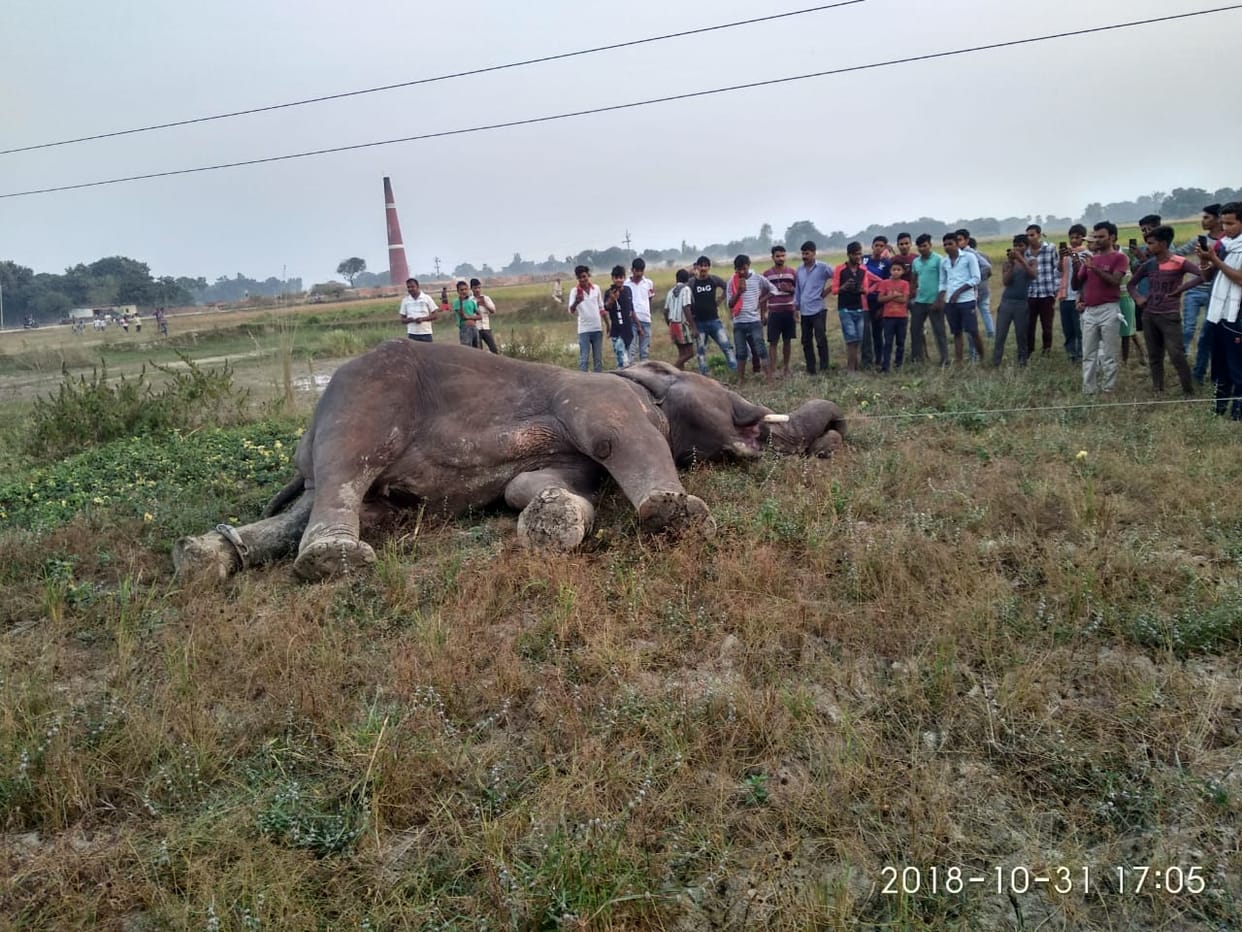 elephant kills wife of mahawt and dies by current
