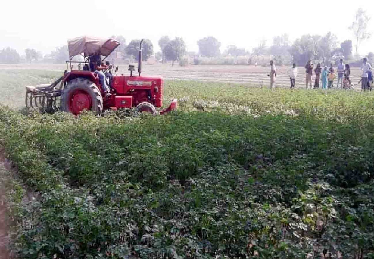 Meerut, crops in Mawana can hinder children's development