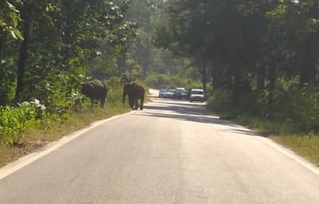 A flock of elephants jammed on the Ramnagar-Maulakkhal road