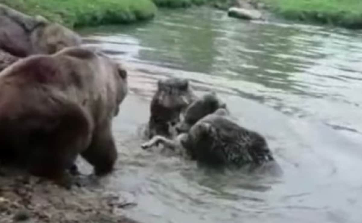 Angry Bears eat wolf alive in front of zoo visitors