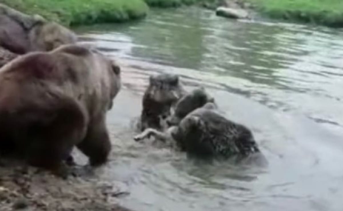 Angry Bears eat wolf alive in front of zoo visitors
