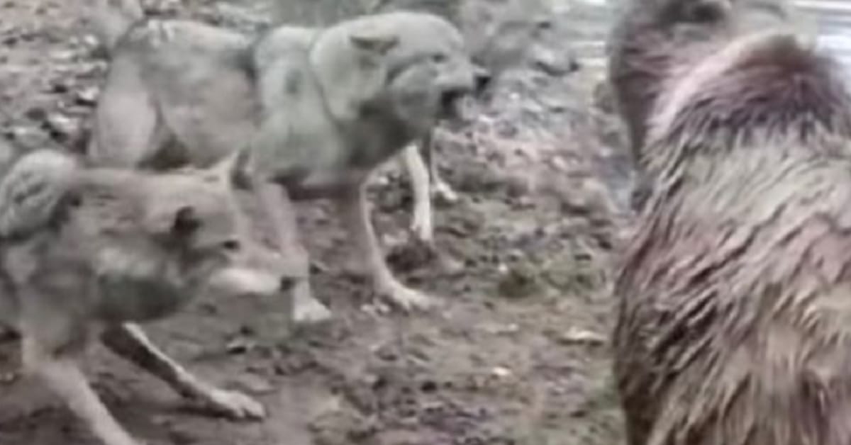 Chhattisgarh boy in playing in house taken to jungle by wolf mother tried to save but failed