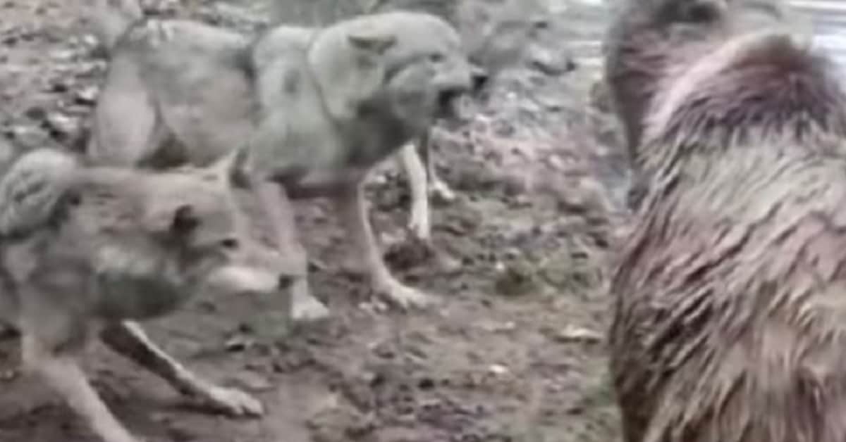 Angry Bears eat wolf alive in front of zoo visitors