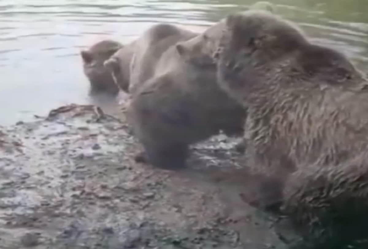 Angry Bears eat wolf alive in front of zoo visitors