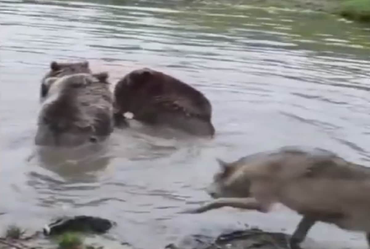 Angry Bears eat wolf alive in front of zoo visitors