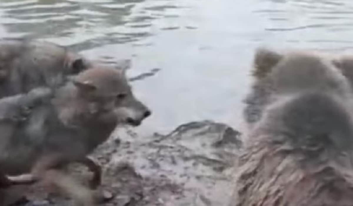 Angry Bears eat wolf alive in front of zoo visitors