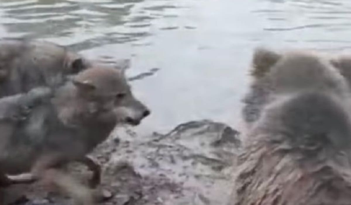 Angry Bears eat wolf alive in front of zoo visitors