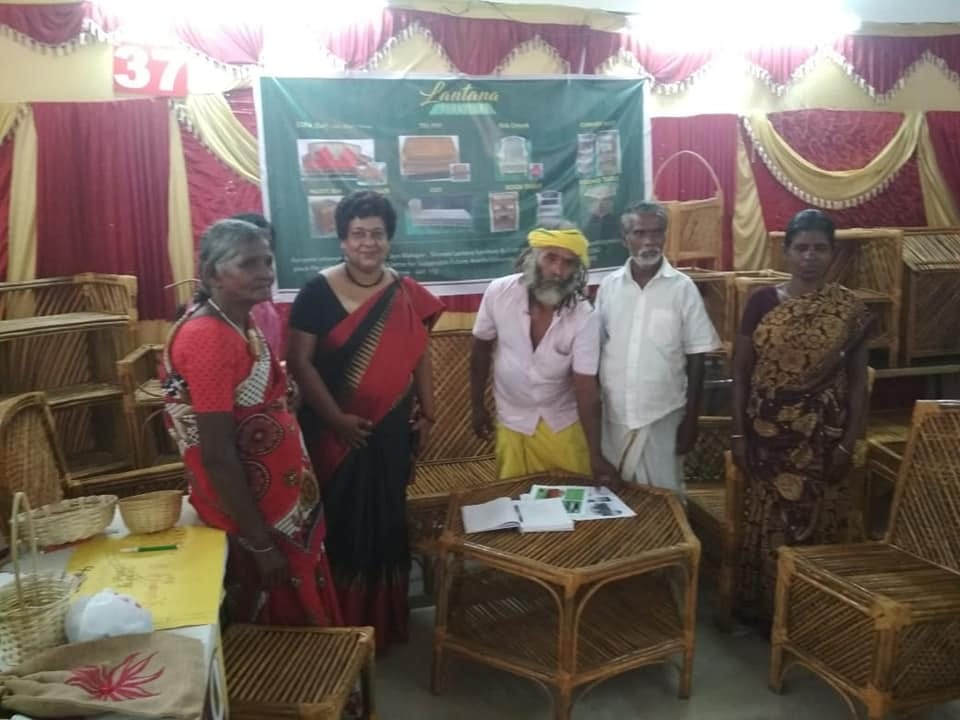 lantana grass maya mahajan harmful forest Coimbatore furniture