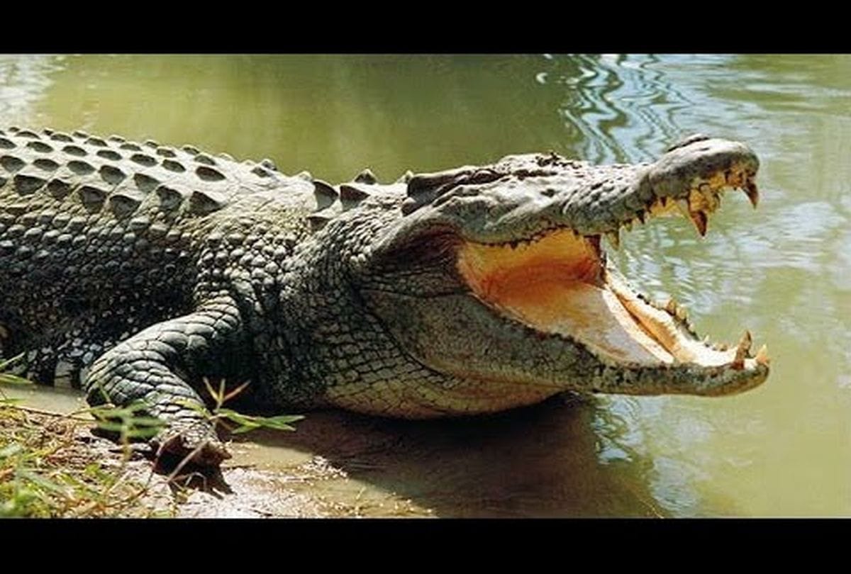radio telemetry transmitter fitted on crocodile