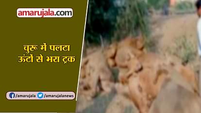 7 camels dead after truck topples in Rajasthan