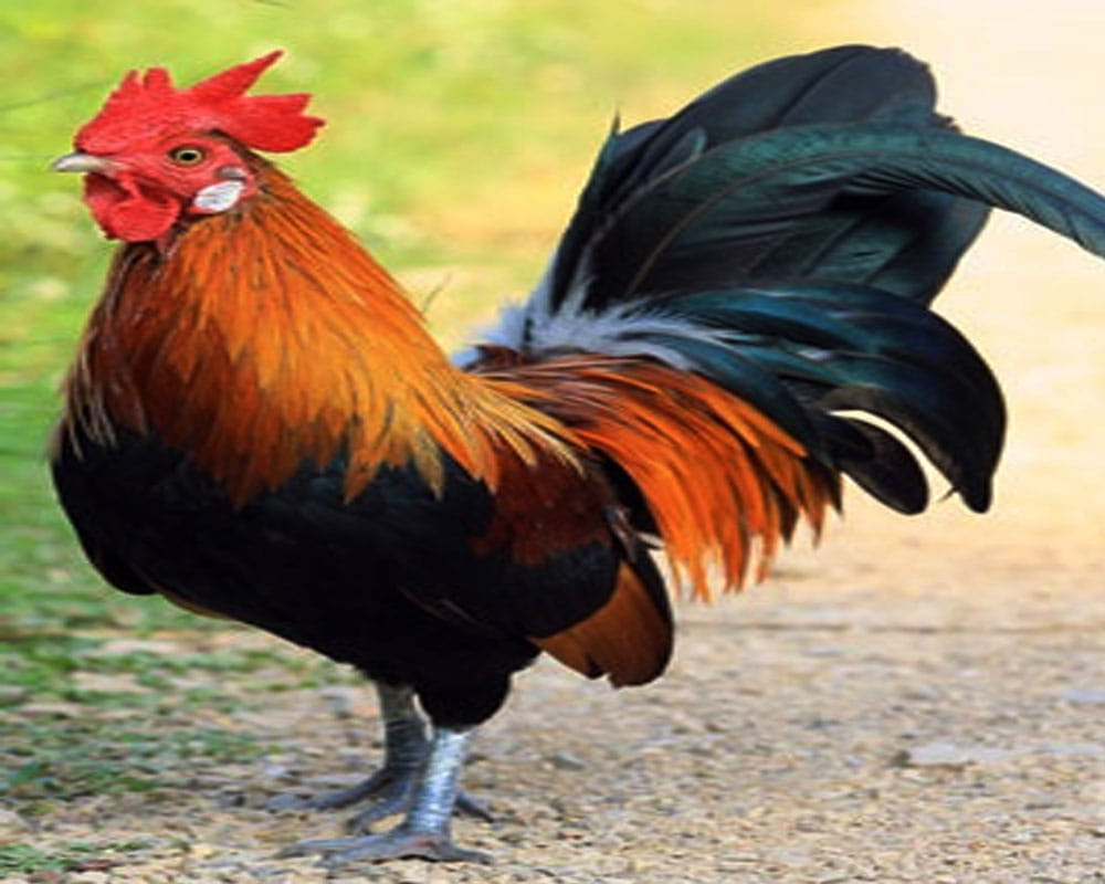 Delhi robbery cash and mobile theft cock also
