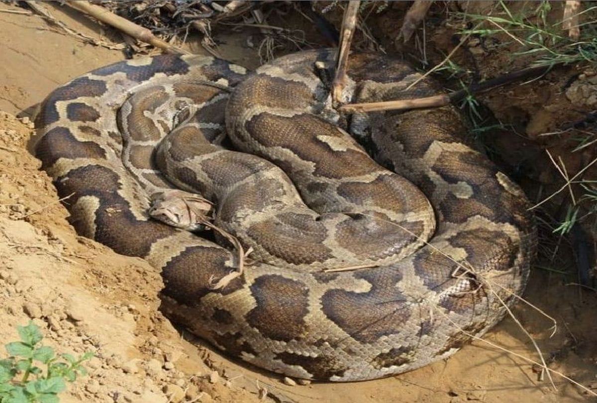 12 feet long python trapped in fishermen's net