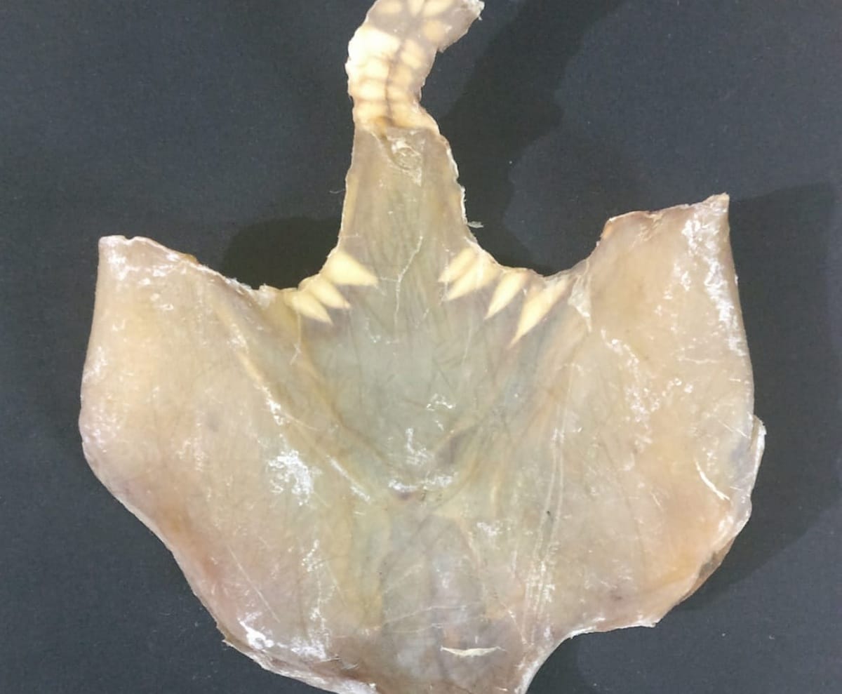 DRI team recovered turtle skin and smuggler arrested in varanasi