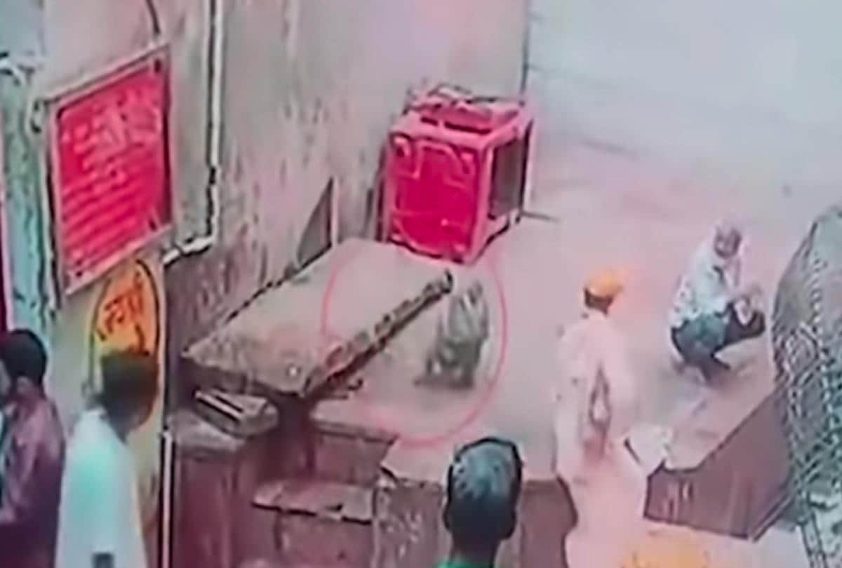 Video being viral of monkey who snatches snake from snake charmers