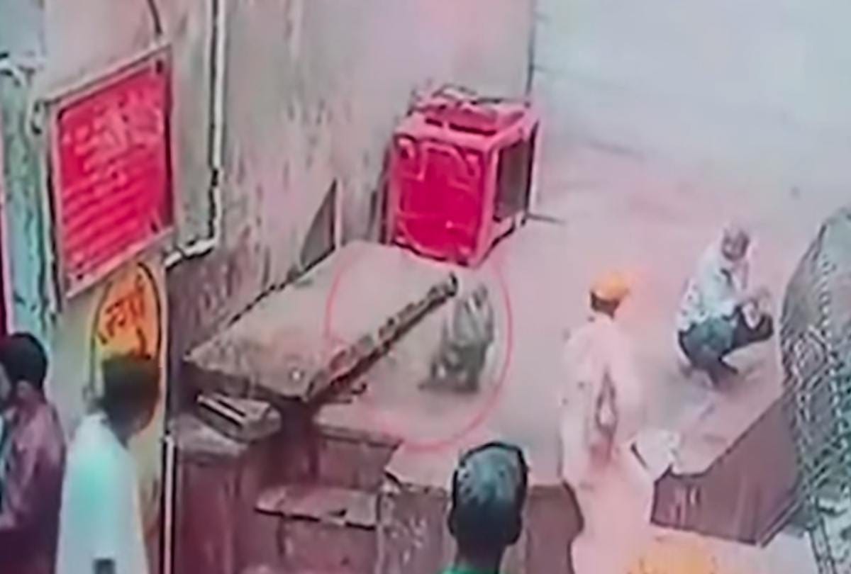 Video being viral of monkey who snatches snake from snake charmers