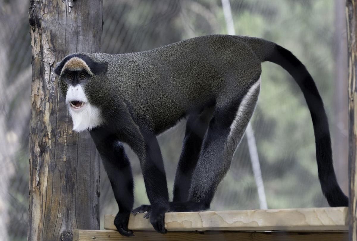 now you will never hear the sound of hukku monkey in lucknow zoo