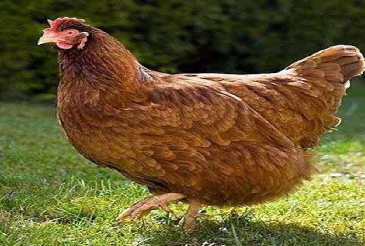 Wild animal hit into farm hit 300 chickens in jewar