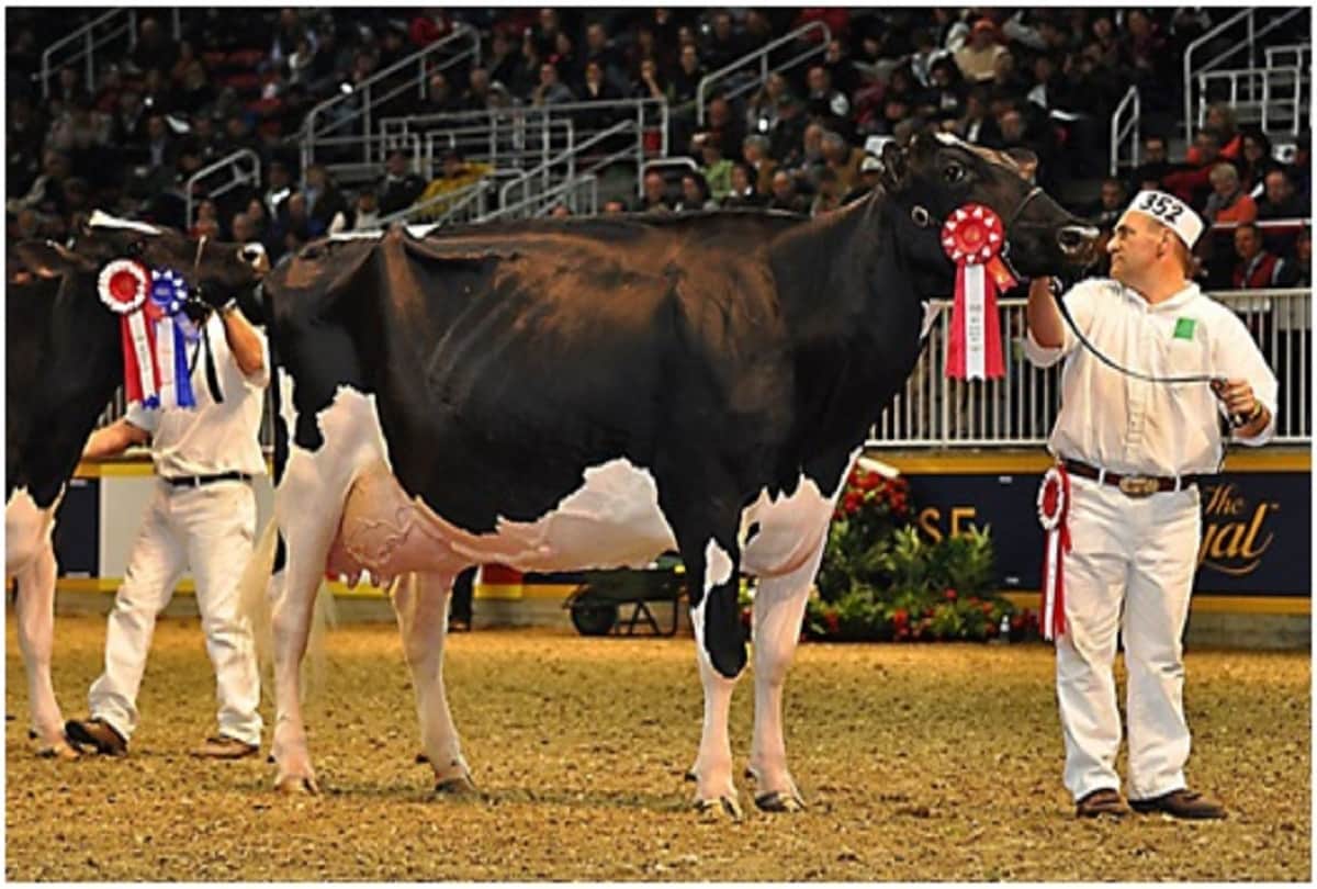 These are worlds most richest, costliest and expensive animals