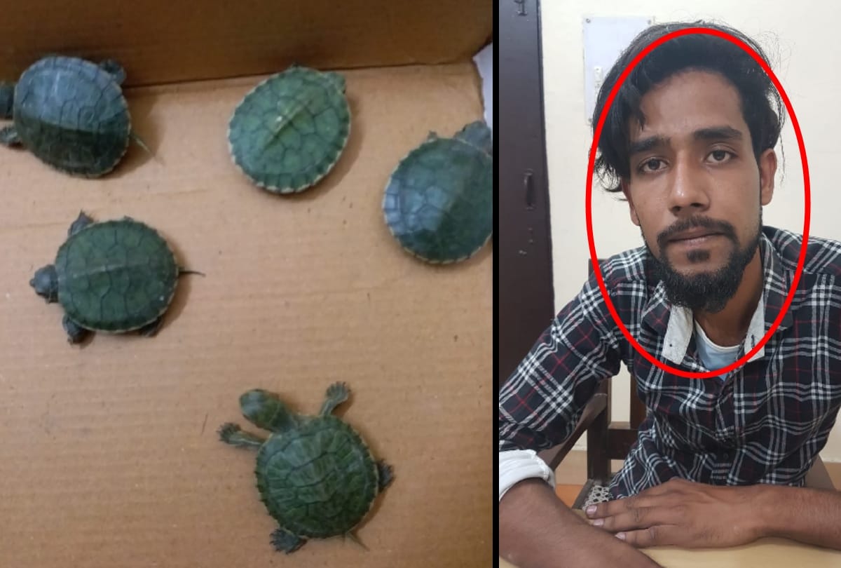 rare turtles smuggling was busted Meerut  brought by railway parcels one arrested