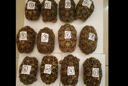 rare turtles smuggling was busted Meerut  brought by railway parcels one arrested