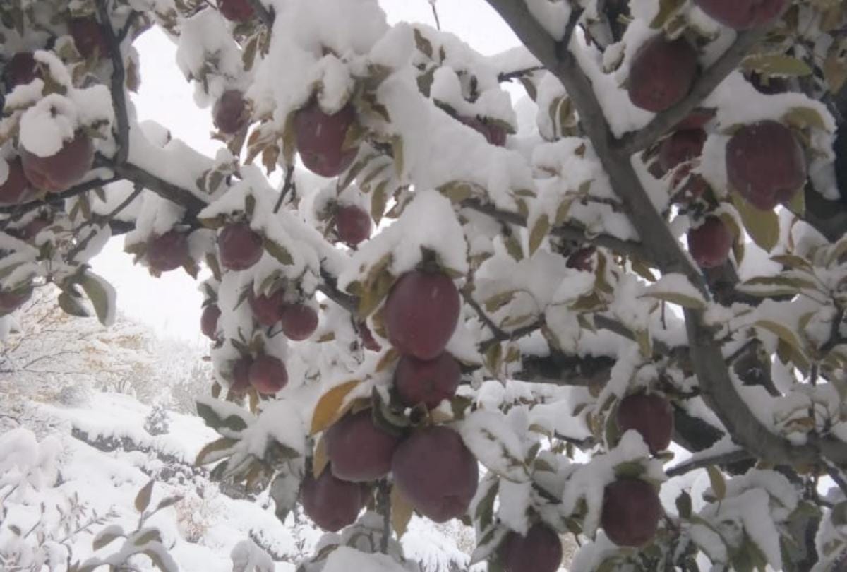 Fresh Snowfall in Kinnaur Himachal Pradesh