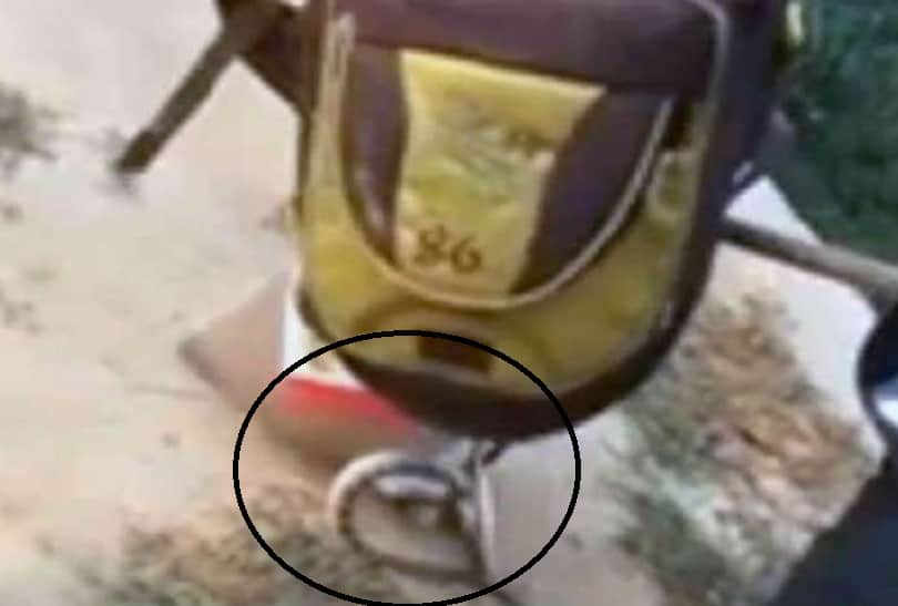 Alive snake found in kid's school bag