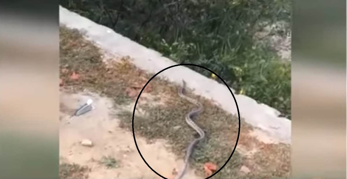 Alive snake found in kid's school bag