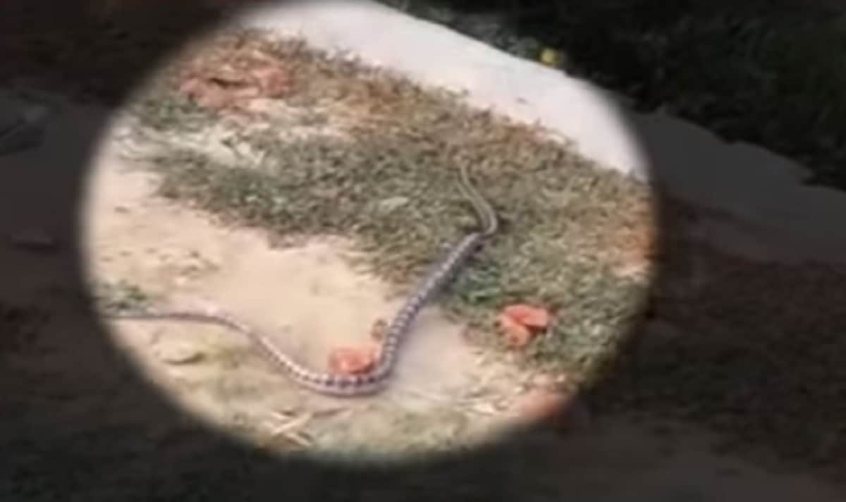 Alive snake found in kid's school bag