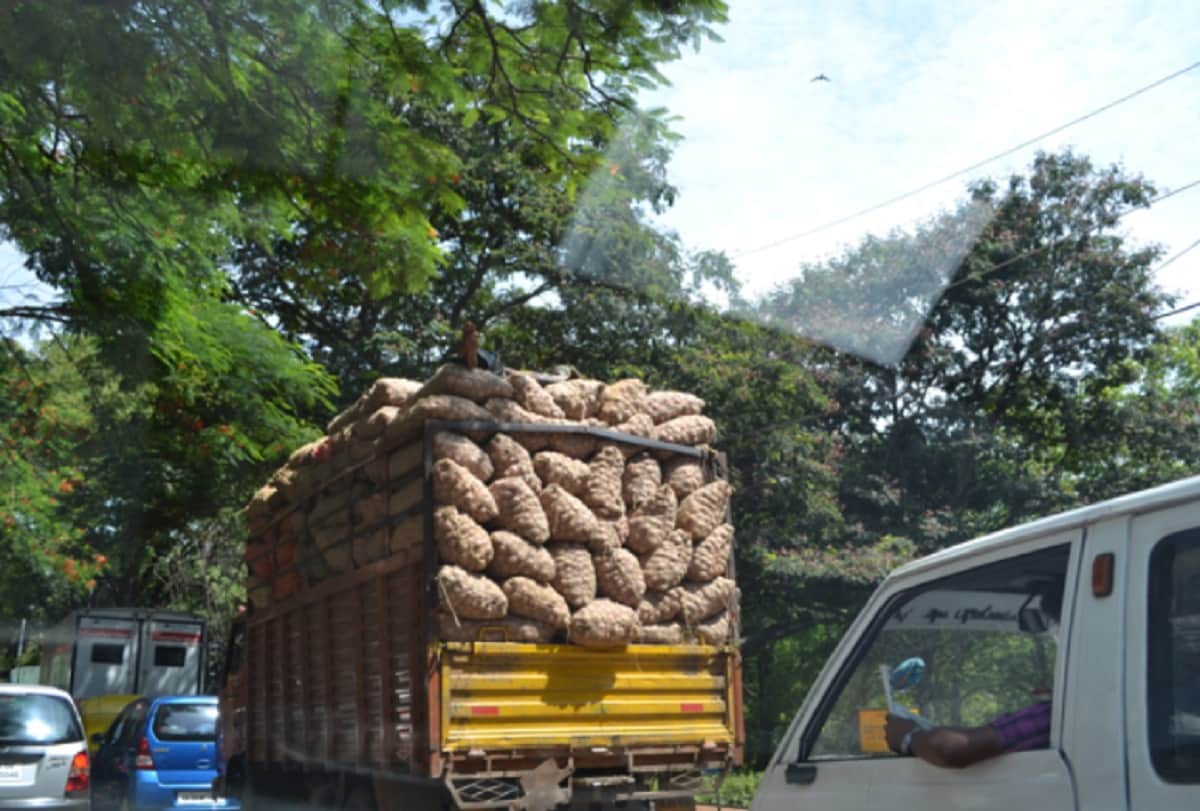 People were busy in collecting of onions while critically injured driver lies on