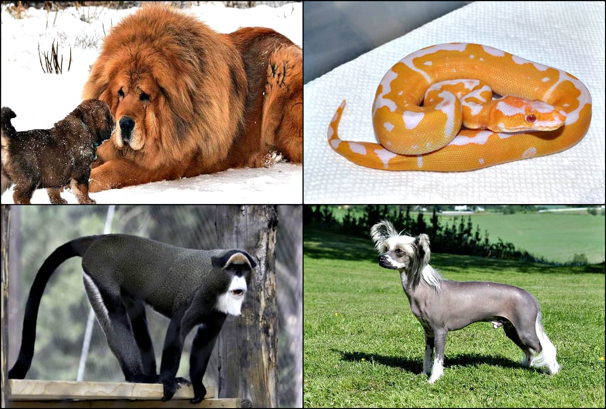 These are worlds most richest, costliest and expensive animals