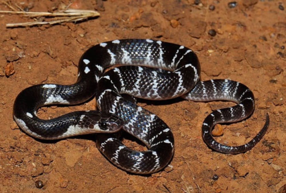 Snake Found in president ramnath Kovind Ashiyana house dehradun