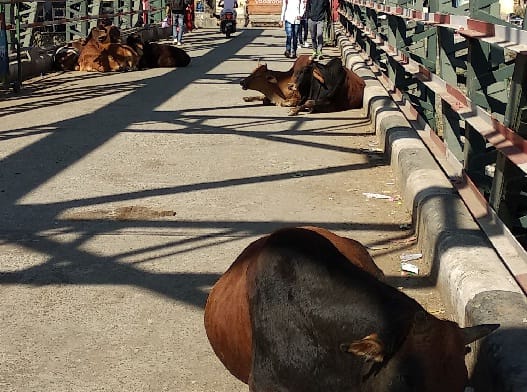 Unrestrained animals are obstructing traffic