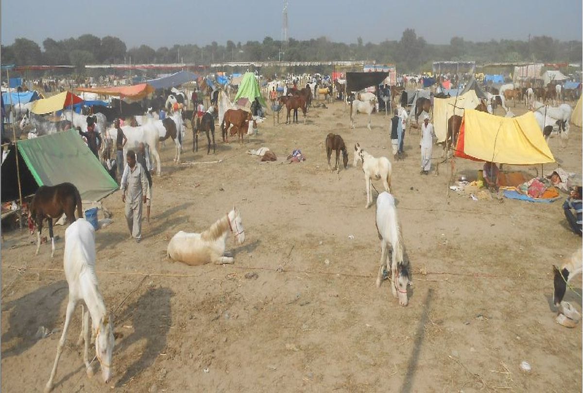 Horse merchant hunted by Poison