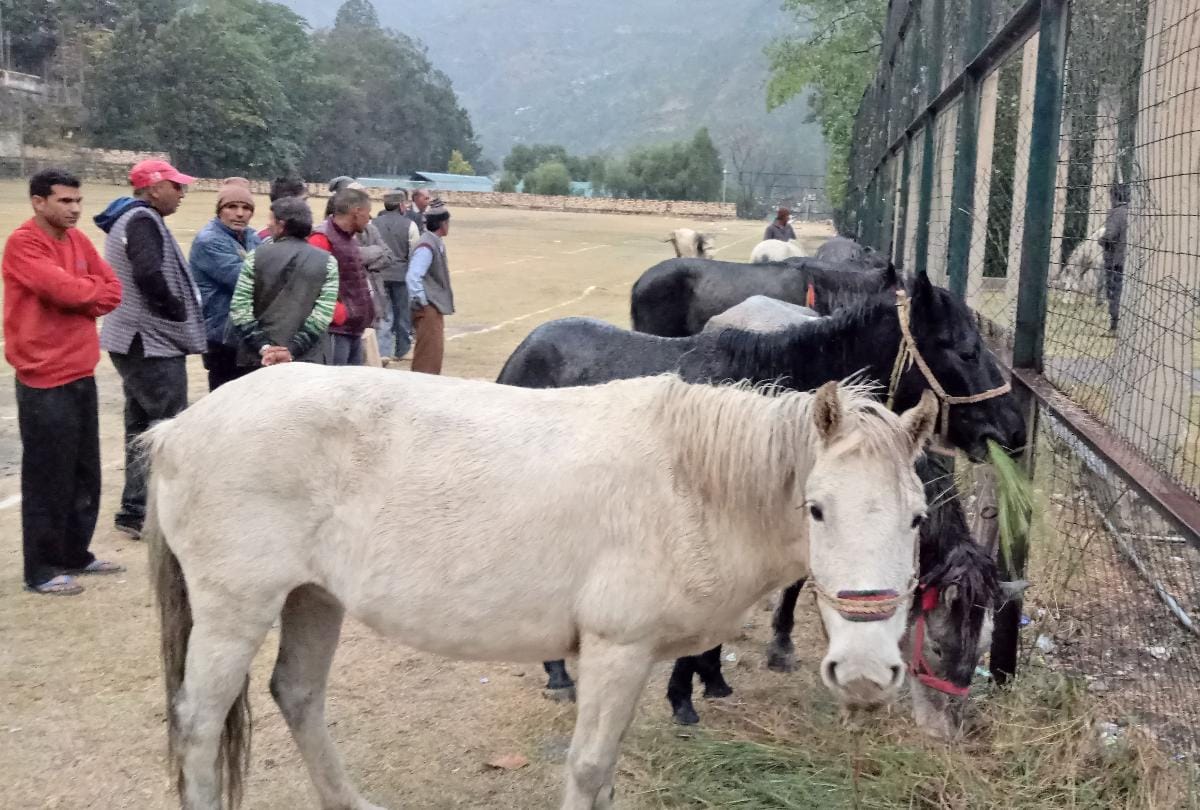 Chamurthi horses major attraction of International Lavi fair Rampur Bushair Himachal Pradesh