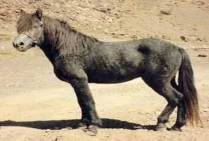 Chamurthi horses major attraction of International Lavi fair Rampur Bushair Himachal Pradesh