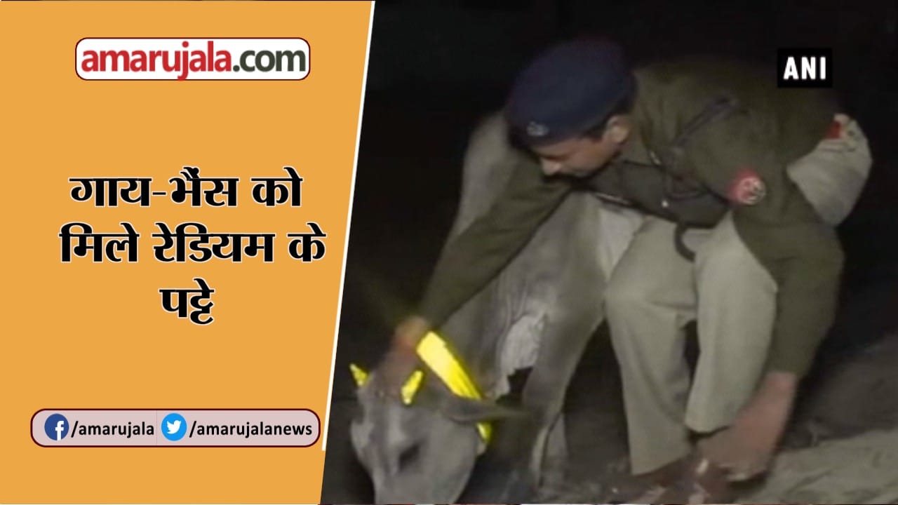 गाय