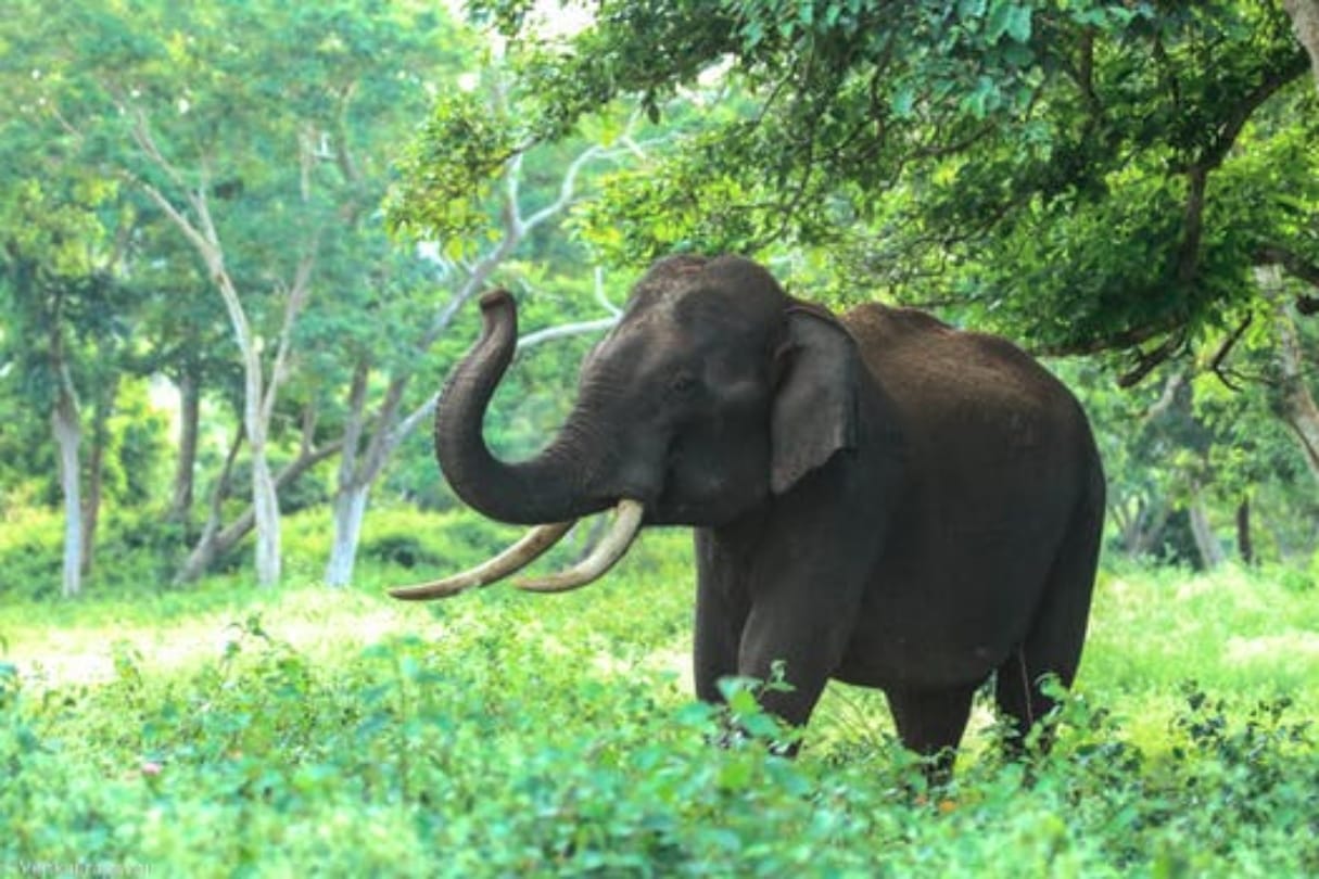 Wild elephant become normal by Crawling in haridwar