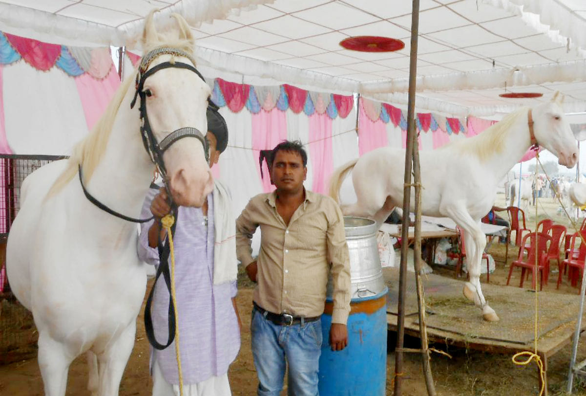 one crore price of horse himalaya laxami in bateshwar pashu mela