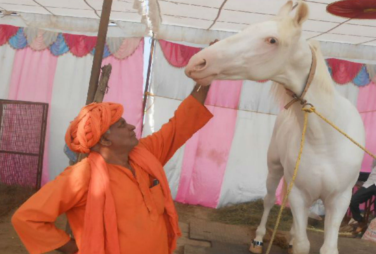 one crore price of horse himalaya laxami in bateshwar pashu mela
